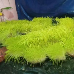 आज फूलपाती, दशैंघर र पूजाकोठामा फूलपाती भित्र्याइँदै