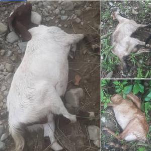 लेटाङमा चरनमा छोडिएका ३० मध्ये १० वटा मृत भेटिए, २० वटा बिरामी अवस्थामा