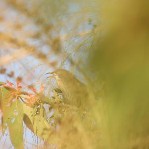 काँडे भ्याकुर: नेपालमै मात्र पाइने अद्वितीय चरा, संरक्षणको खाँचो बढ्दै