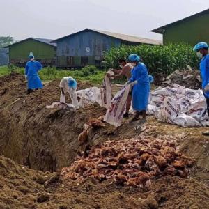 बर्ड फ्लु देखिएपछि सुनसरीमा प्रशासनले जारी गर्याे ‘हाइ अलर्ट’