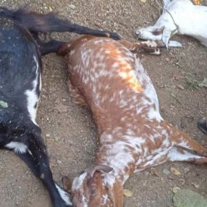 सर्लाहीमा चट्याङपछिको आगलागीमा परेर १४ चौपायाको मृत्यु, एक जना मानिस घाइते