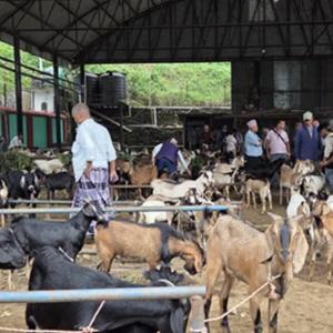 धरानमा बढ्यो खसीबोकाको कारोबार